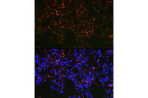 Immunofluorescence analysis of rat lung cells using NAPSA Rabbit pAb (ABIN6128367, ABIN6144368, ABIN6144369 and ABIN6221232) at dilution of 1:100 (40x lens). (NAPSA antibody  (AA 25-250))