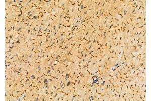 ABIN6262848 and ABIN6276891 at 1/100 staining Mouse heart tissue by IHC-P. (Kallikrein 1 antibody  (Internal Region))