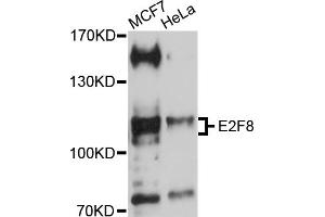 Western blot analysis of extracts of various cell lines, using E2F8 antibody (ABIN5970483) at 1/1000 dilution.