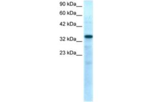Western Blotting (WB) image for anti-T-Box 10 (TBX10) antibody (ABIN2460343) (T-Box 10 antibody)