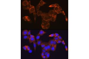 Immunofluorescence analysis of HeLa cells using GOT1 Rabbit mAb (ABIN7267426) at dilution of 1:100 (40x lens). (GOT1 antibody)