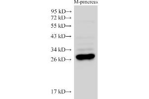 Western Blot analysis of Mouse pancreas using K1KB3 Ployclonal Antibody at dilution of 1:2500. (KLK1B3 antibody)