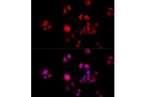 Immunofluorescence analysis of HeLa cells using GLUD2 antibody (ABIN2562844) at dilution of 1:100 (40x lens). (GLUD2 antibody)