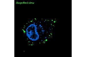 anti-Solute Carrier Family 2 (Facilitated Glucose Transporter), Member 1 (SLC2A1) (1st Extracellular Loop), (AA 41-55) antibody