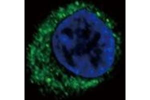 Image no. 2 for anti-Endothelin Receptor Type A (EDNRA) (AA 132-162) antibody (ABIN452933) (Endothelin-1 Receptor antibody  (AA 132-162))