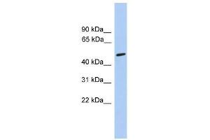 CHRNA5 antibody used at 0. (CHRNA5 antibody  (Middle Region))
