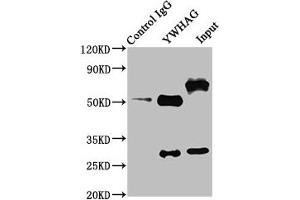 Immunoprecipitating YWHAG in NIH/3T3 whole cell lysate Lane 1: Rabbit control IgG instead of ABIN7142095 in NIH/3T3 whole cell lysate. (14-3-3 gamma antibody  (AA 113-194))