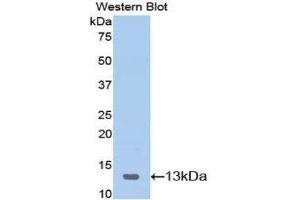 Western Blotting (WB) image for anti-Serum Amyloid A (SAA) (AA 20-122) antibody (ABIN1078526) (SAA antibody  (AA 20-122))