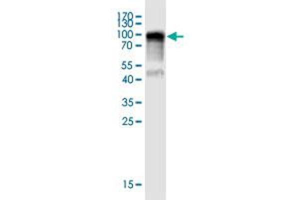 LRRC40 antibody  (AA 1-602)