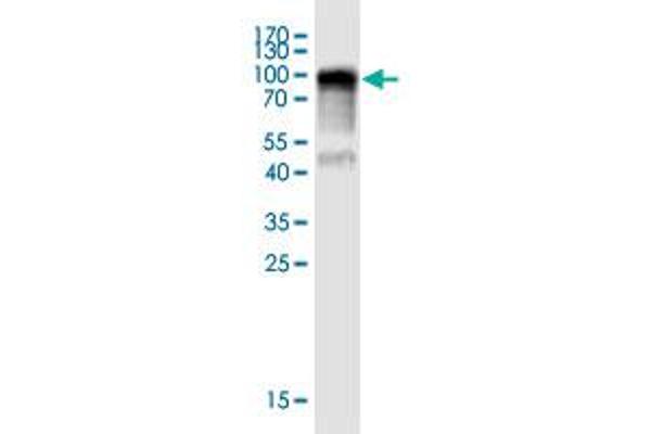 LRRC40 anticorps  (AA 1-602)