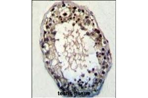 JHDM2a Antibody (N-term) (ABIN387995 and ABIN2845282) immunohistochemistry analysis in formalin fixed and paraffin embedded human testis tissue followed by peroxidase conjugation of the secondary antibody and DAB staining. (KDM3A antibody  (N-Term))