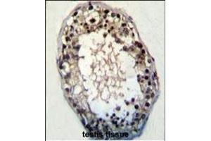 JHDM2a Antibody (N-term) (ABIN387995 and ABIN2845282) immunohistochemistry analysis in formalin fixed and paraffin embedded human testis tissue followed by peroxidase conjugation of the secondary antibody and DAB staining. (KDM3A antibody  (N-Term))