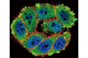 Confocal immunofluorescent analysis of PKC alpha antibody with HeLa cells followed by Alexa Fluor 488-conjugated goat anti-rabbit lgG (green). (PKC alpha antibody  (AA 299-329))