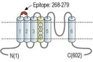 Representative domain view of the target of ABIN7885300.
