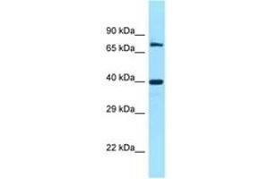 FAM54A antibody  (C-Term)