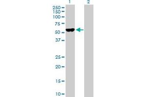 Western Blot analysis of F9 expression in transfected 293T cell line by F9 MaxPab polyclonal antibody. (Coagulation Factor IX antibody  (AA 1-461))