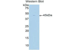 Western Blotting (WB) image for anti-Glutamine Synthetase (GLN1) (AA 1-373) antibody (ABIN1176170) (GLN1 antibody  (AA 1-373))