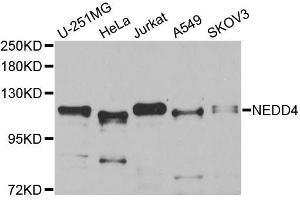 Western blot analysis of extracts of various cell lines, using NEDD4 antibody (ABIN5970204) at 1/1000 dilution. (NEDD4 antibody)