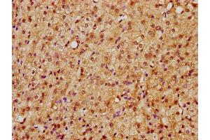 IHC image of nsucHU diluted at 1:10 and staining in paraffin-embedded human adrenal gland tissue performed on a Leica BondTM system. (Histone H2B antibody  (AA 112-123))
