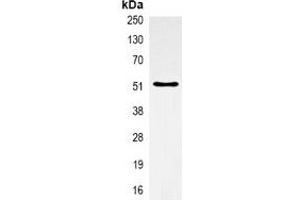 Immunoprecipitation (IP) image for anti-alpha Tubulin (TUBA1) antibody (ABIN7305032)