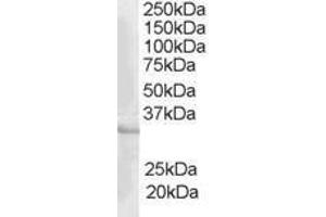 Image no. 1 for anti-CAMP Responsive Element Modulator (CREM) (AA 336-349) antibody (ABIN294682) (CREM antibody  (AA 336-349))