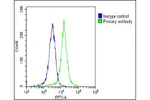 Overlay histogram showing K562 cells stained with (ABIN6243308 and ABIN6578864)(green line). (CCL26 antibody  (AA 58-92))