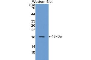 Western Blotting (WB) image for anti-Family with Sequence Similarity 132, Member A (FAM132A) (AA 92-241) antibody (ABIN1858792) (FAM132A antibody  (AA 92-241))