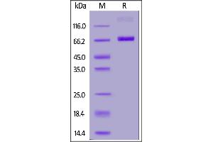 Fed Human CD38, Fc Tag on  under reducing (R) condition. (CD38 Protein (AA 43-300) (Fc Tag,FITC))