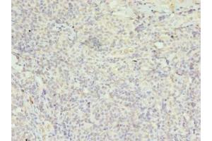 Immunohistochemistry of paraffin-embedded human tonsil tissue using ABIN7152974 at dilution of 1:100