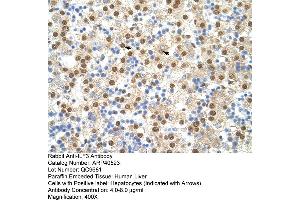 Rabbit Anti-ILF3 Antibody  Paraffin Embedded Tissue: Human Liver Cellular Data: Hepatocytes Antibody Concentration: 4.