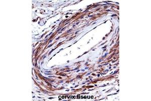 Immunohistochemistry (IHC) image for anti-Purinergic Receptor P2X, Ligand-Gated Ion Channel, 5 (P2RX5) antibody (ABIN2997707)