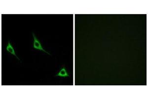 Immunofluorescence (IF) image for anti-Olfactory Receptor, Family 51, Subfamily A, Member 7 (OR51A7) (C-Term) antibody (ABIN1853258) (OR51A7 antibody  (C-Term))