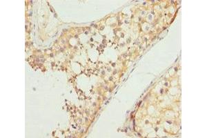 Immunohistochemistry of paraffin-embedded human testis tissue using ABIN7161255 at dilution of 1:100 (NCALD antibody  (AA 1-193))