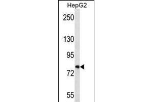 FNDC7 Antibody (C-term) (ABIN656212 and ABIN2845530) western blot analysis in HepG2 cell line lysates (35 μg/lane).
