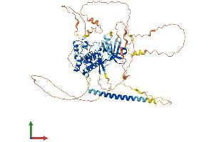 AlphaFold protein structure predicition of Human Recombinant WEE1 Protein, UniprotID P30291 (WEE1 Protein (AA 1-646) (His tag))