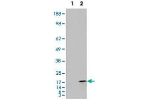 293 overexpressing FABP2 and probed with FABP2 polyclonal antibody  (mock transfection in first lane), tested by Origene. (FABP2 antibody  (C-Term))