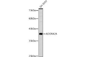 Western blot analysis of extracts of SH-SY5Y cells, using A antibody (ABIN3022193, ABIN3022194, ABIN3022195 and ABIN6218659) at 1:1000 dilution. (Adenosine A2a Receptor antibody  (AA 100-200))