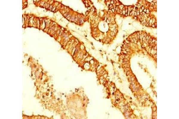 KDM4C antibody  (AA 450-600)
