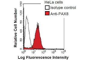 HeLa cells were fixed in 2% paraformaldehyde/PBS and then permeabilized in 90% methanol. (PAX8 antibody)