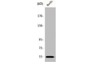 Western Blot analysis of HuvEc cells using ER81 Polyclonal Antibody