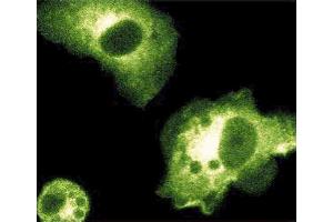 Immunofluorescence staining of mouse macrophages stimulated with 10 ng/mL IFNgamma and 1 myg/mL LPS. (NOS2 antibody  (AA 961-1144))