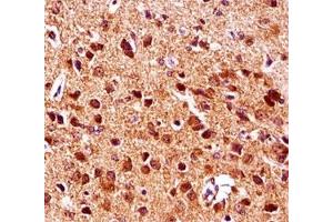 Gsk3b antibody immunohistochemistry analysis in formalin fixed and paraffin embedded mouse brain tissue. (GSK3 beta antibody  (AA 30-59))