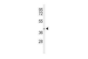 Western blot analysis of ACAD8 Antibody (Center) (ABIN653441 and ABIN2842880) in mouse stomach tissue lysates (35 μg/lane). (Acad8 antibody  (AA 118-145))