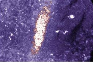 Immunofluorescence staining of rabbit spleen. (SMAD2 antibody  (AA 27-172))