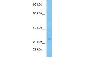Western Blotting (WB) image for anti-Goosecoid Homeobox (GSC) (N-Term) antibody (ABIN2779490)