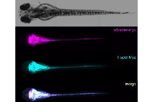 Whole mount of 2 dpf transgenic zebrafish expressing in the CNS the myc-epitope as a fusion to a fluorescent protein stained with recombinant Hyper-Myc Mouse and fluorescently labelled secondary antiy-mouse Fc antibody (Recombinant Myc Tag antibody  (AA 408-439))