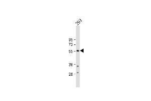 Anti-TPH1 Antibody (N-term) at 1:500 dilution + 293 whole cell lysate Lysates/proteins at 20 μg per lane. (Tryptophan Hydroxylase 1 antibody  (N-Term))