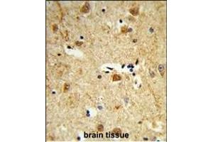 Formalin-fixed and paraffin-embedded human brain tissue reacted with DOLK Antibody (Center), which was peroxidase-conjugated to the secondary antibody, followed by DAB staining. (Dolichol Kinase antibody  (AA 312-339))
