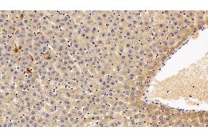 #VALUE! (MARCO antibody  (AA 367-519))