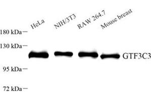 Western blot analysis of GTF3C3 (ABIN7074039) at dilution of 1: 1000
